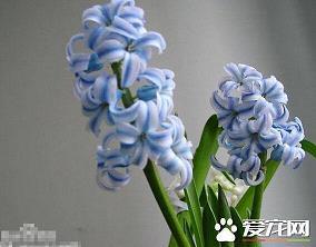 珍美