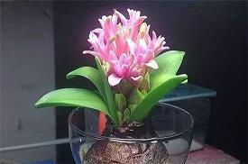 洋芋
