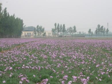 田犬