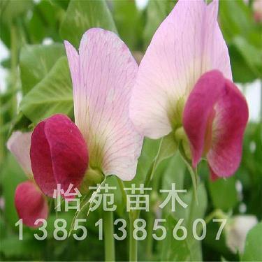矜伪