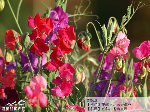 窥探