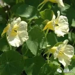 清露