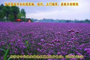 宸虑