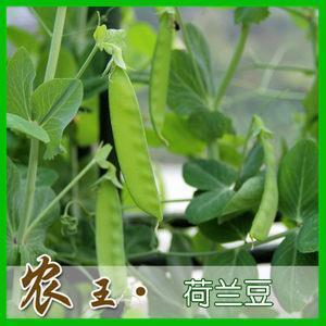 瑾瑕