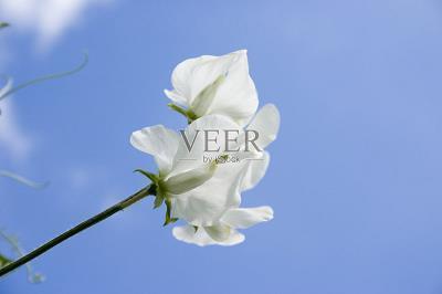 矜育