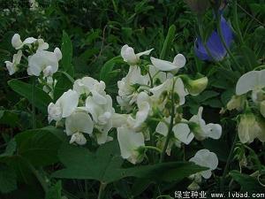 磬沼