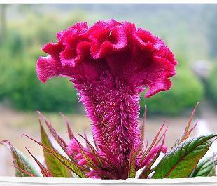 禊节