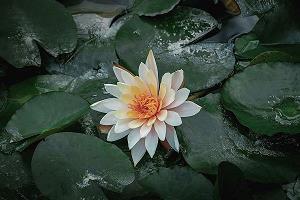 狂泉