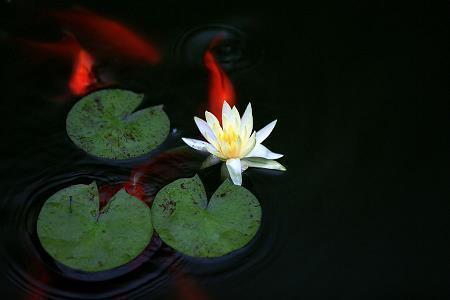 椎斧