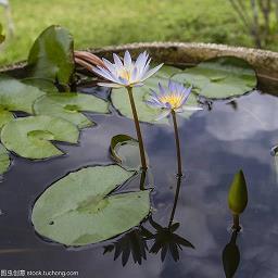 楚挽