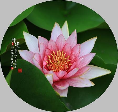 帝竹