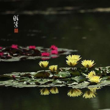 石砮