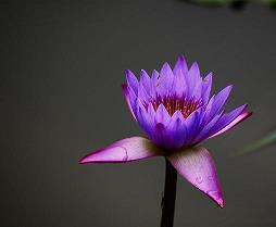 白芩