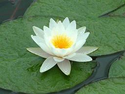相悦