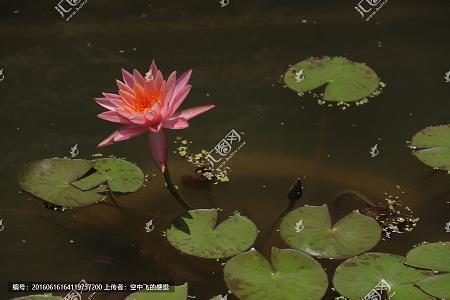 扢扎