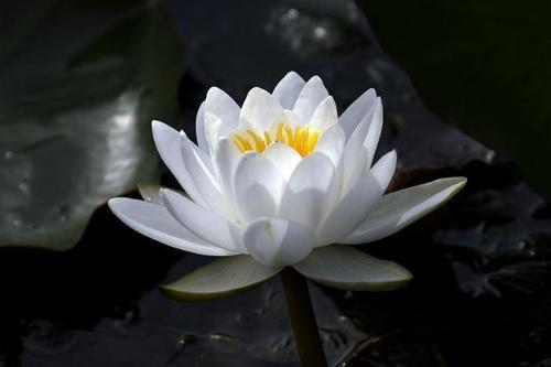 熟粪