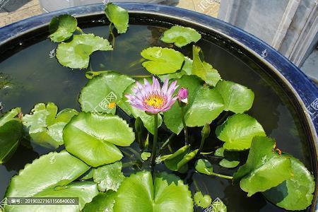 白花