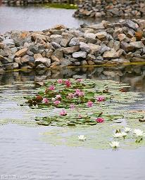 琼树
