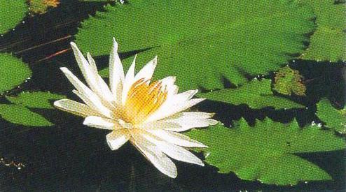 溪径