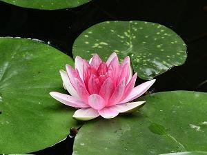 珍林