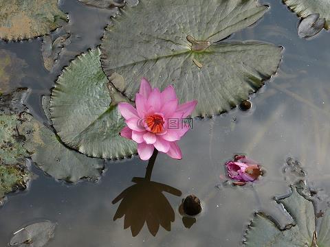 祗承