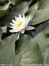 甲米