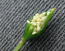 玉食