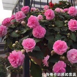 狂流