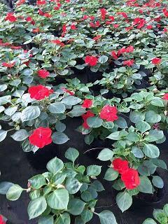 烦怏