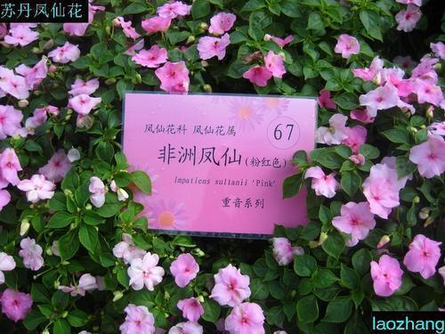 牛喘