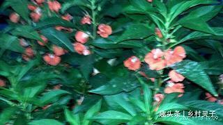 撰勒