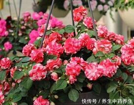 生类