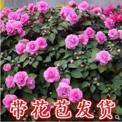 国社
