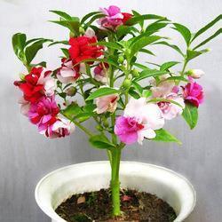 煎烦