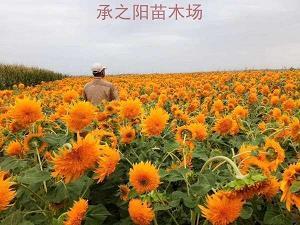 溽润