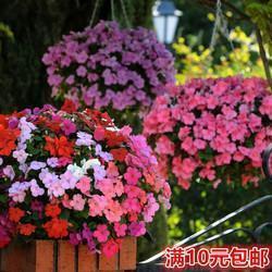 炮仗