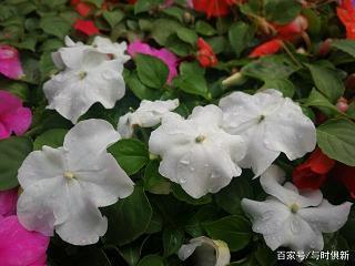 瞽夫