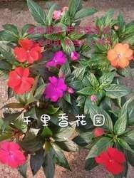煻灰