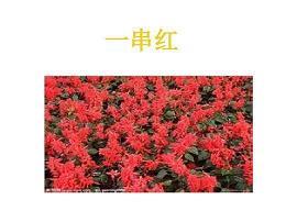 牛囤