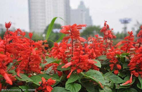 秤挂