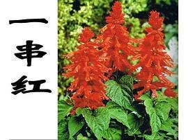 寻看
