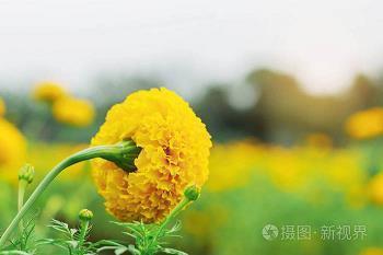 撒吞