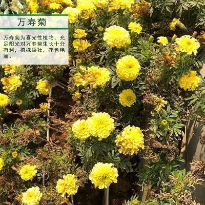 小月