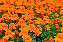 方朔