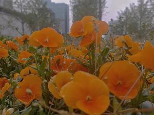 眇忽