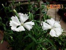 拔禾