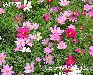 穷剥