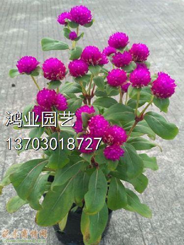 伤折