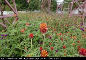 掌拊