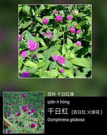 禁帑